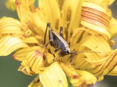 Takhtajaniantha austriaca
