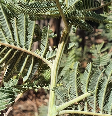 Acacia dealbata subalpina