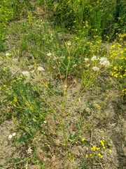 Crepis pulchra