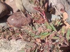 Euphorbia maculata