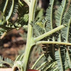Acacia dealbata subalpina