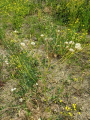 Crepis pulchra