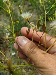 Crepis pulchra