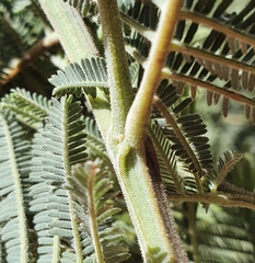Acacia dealbata subalpina