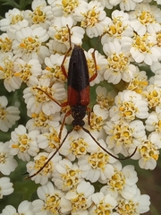 Stenurella jaegeri