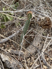 Acanthocereus cuixmalensis