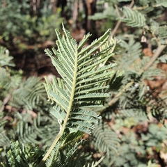 Acacia dealbata subalpina