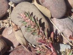 Euphorbia maculata