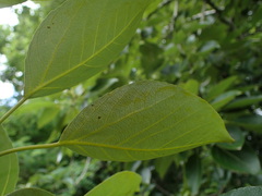 Populus