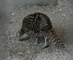 Syrmaticus reevesii