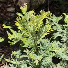 Acacia dealbata subalpina