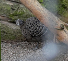 Polyplectron bicalcaratum