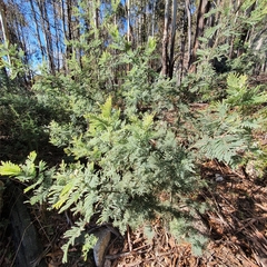 Acacia dealbata subalpina