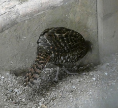 Syrmaticus reevesii