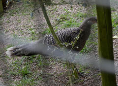 Polyplectron bicalcaratum