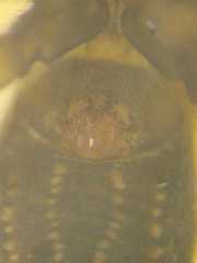 Salticidae