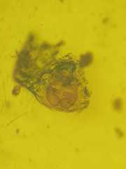 Salticidae