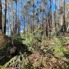 Acacia dealbata subalpina