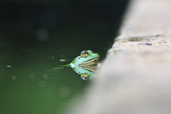 Euphlyctis hexadactyla