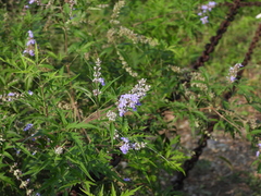 Vitex negundo heterophylla