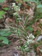 Galium lucidum
