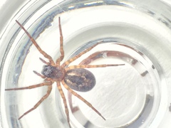 Amaurobius similis