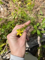 Hypericum fasciculatum