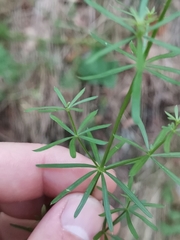 Galium lucidum