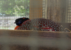 Tragopan satyra