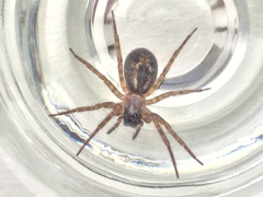 Amaurobius similis