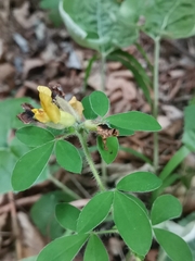 Chamaecytisus supinus