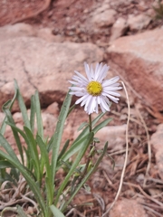 Erigeron vetensis