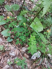 Chamaecytisus supinus