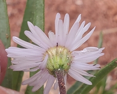 Erigeron vetensis