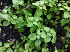 Stellaria media