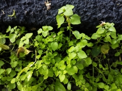 Stellaria media