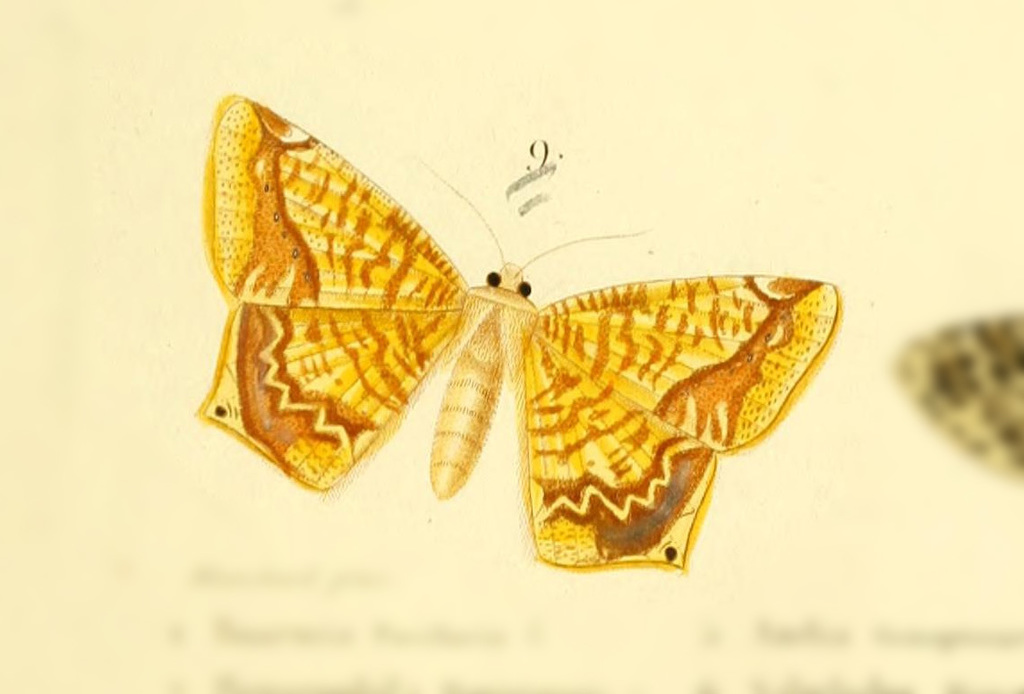 Nepheloleuca complicata