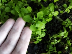 Stellaria media
