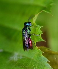 Pseudomalus auratus