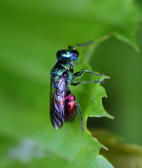 Pseudomalus auratus