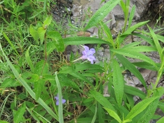 Ruellia pedunculata