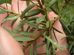 Madarococcus totarae