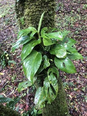 Monstera monteverdensis