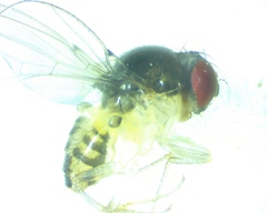 Mycodrosophila dimidiata