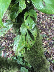 Monstera monteverdensis