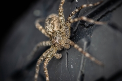 Dolomedes scriptus