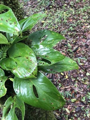 Monstera monteverdensis