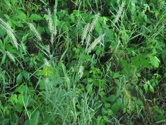 Phleum pratense pratense
