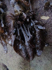 Mazzaella laminarioides