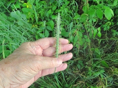 Phleum pratense pratense